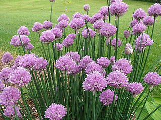Chives and Chive Flowers